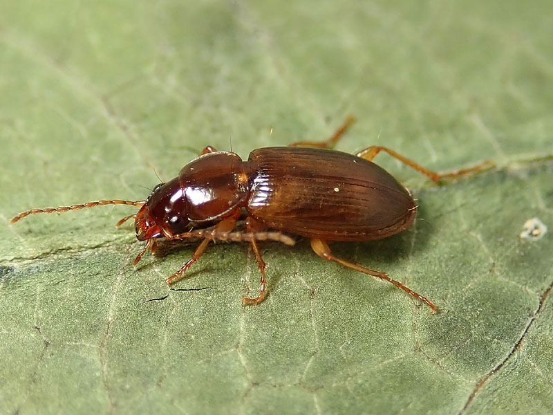 Carabidae da identificare: Synuchus vivalis